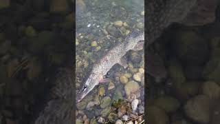 Calgary chestermere lake pike fishing [upl. by Clippard]