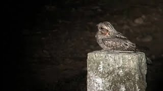 Jungle Nightjar Call with Spectrogram  Bird Song 80 [upl. by Aifoz]