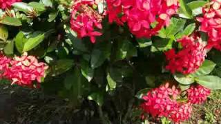 Ixora coccinea West Indian Jasmine Perennial Flower Plant [upl. by Yuu639]