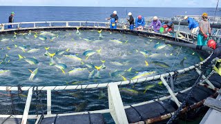 Awesome Way They Harvest Millions of Fresh Tuna in Japan [upl. by Euqinobe]