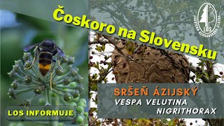 Sršeň ázijský Vespa velutina nigrithorax čoskoro na Slovensku [upl. by Nosro]