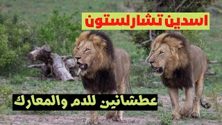 الاسد صاحب الناب المكسور واخوه الضخم الغامض  اسدين عطشانين للدم والمعارك تحالف تشارلستون [upl. by Leonidas]