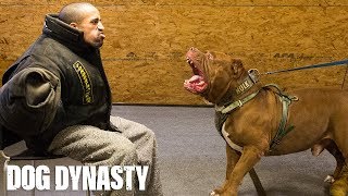 Getting Smashed By Hulk  The Worlds Biggest Pitbull  DOG DYNASTY [upl. by Ahseiyk33]