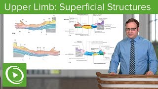 Upper Limb Superficial Structures amp Cutaneous Innervations – Anatomy  Lecturio [upl. by Hanafee505]