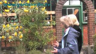 Cytisus battandieri Pineapple Broom [upl. by Seed]