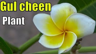 gulcheen flowering plant plumeria plant [upl. by Anilehs]