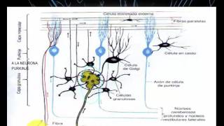 Cerebelo Configuración Interna  Histología y Núcleos Cerebelosos [upl. by Nilloc398]