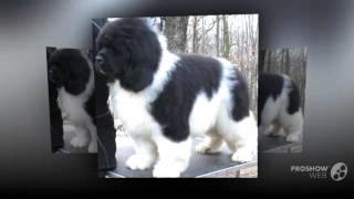 Landseer Dog breed [upl. by Ahsii]