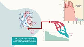 Fluid homeostasis and the Starling hypotheses [upl. by Lotte618]