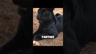 The Black Panther  Extremely Rare Melanistic Cats 😨 [upl. by Adlen]