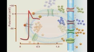 Cardiac Action Potentials [upl. by Romanas]