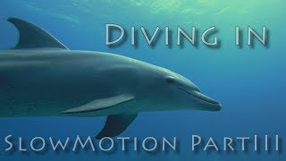 Diving in Slow Motion Part 3 Marsa Alam Maldives 2018 [upl. by Ennaeus]