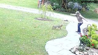 Rabid Fox Attacks Mum in Garden  Dogtooth Media [upl. by Karalee]