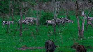 RANGELAND TREKS  MBURO NATIONAL GAME PARK [upl. by Nuj114]