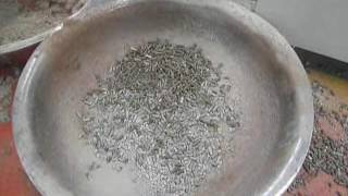 Cat Litter Machine  How to Make Cat Litter with Pellet Mill [upl. by Hessler]