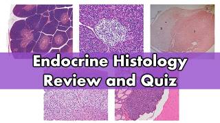 Endocrine histology  Review and Practice [upl. by Neruat134]