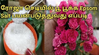 How to use Epsom Salt to make roses bloom  How to use Epsom salt for rose plants [upl. by Tudela225]