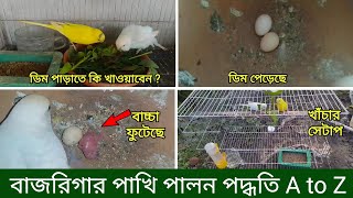 বাজরিগার পাখি পালন পদ্ধতি  ডিম পাড়ার লক্ষন Pakhi Palon Budgerigar Bird Rearing BreedingGrow Life [upl. by Pepper]