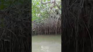 Stilt roots of Rhizophora a mangrove plant [upl. by Jamel]