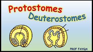 Protostomes Vs Deuterostomes [upl. by Tobie]