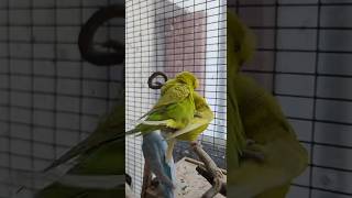 Budgies mating breeding mating birdslover breed budgies budgerigar parrot birdsounds foryou [upl. by Semajwerdna]