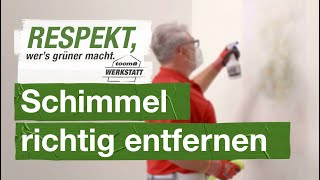 Schimmel richtig entfernen  toom Werkstatt [upl. by Arlene]