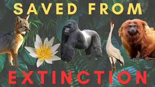 5 Species SAVED from EXTINCTION Part 3 [upl. by Eeliram]