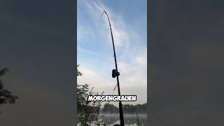 Biss im Morgengrauen am Totholz‼️ ANGLER TAGEBUCH 146 raubfischangeln welsangeln shorts [upl. by Nostets]