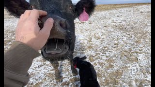 Tagging calves and hauling pairs out [upl. by Walter]