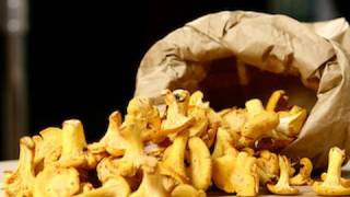 Recette de cuisine  Cueillette et conservation des chanterelles girolles [upl. by Nivri]