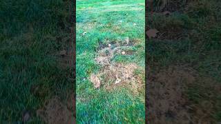 Lawn Fungus Creeping Bentgrass Renovation bentgrass lawnfungus lawncare [upl. by Odin]