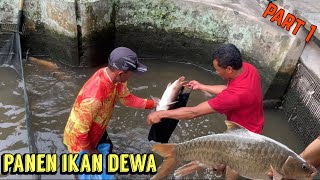 IKAN DEWA SIAP TERBANG UNTUK MAKANAN PARA SULTAN part 1 [upl. by Knox]