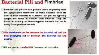 Microbiology Lecture 7 Bacterial spore and Capsule [upl. by Gibbeon374]