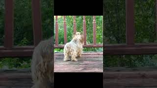 PANSY TREED SQUIRREL FRIEND yorkies yorkshire YORKEFUNNYDOGSTALKINGDOGYORKSHIRETERRIER [upl. by Akimik]