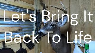 Taxidermy Gone Wrong MOUNT STINKS Wow Unbelievable Findings deerhunt follow subscribemychannel [upl. by Adnaluy]