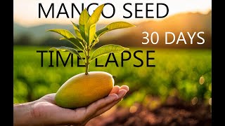 growing mango seed for 30 days  TIME LAPSE [upl. by Ecirtnom]