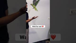 Wait for end parrotlover parrot talkingparrot youtubeshorts viral shorts tituparrot youtube [upl. by Enilra293]