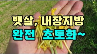 비만치료제보다 100배 좋은 효과빠른 다이어트 보물 약초 무릎연골재생 [upl. by Elttil]