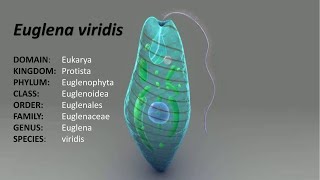 Full lecture on Euglena ClassificationDistribution and Comments [upl. by Sitnik]