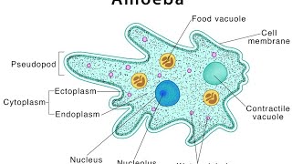 protists part3 mastigophorasarcodinasporozoansciliatestypes of binary fissionconjugationkvs [upl. by Farrah]