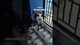 Na poga matten😂😂 kootifamily goats babygoats tamil funnygoats [upl. by Acebber]