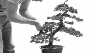 bonsai  juniper  wacholder  juniperus chinensis  redesign  Part II [upl. by Aniratac695]