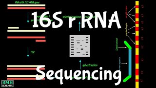 16S rRNA Sequencing  16S Ribosomal RNA  Why 16S rRNA is Important  16S rRNA Uses [upl. by Eseila]