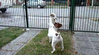 fox terrier vs jack russell [upl. by Tristas]