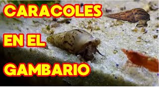 Caracoles Tuberculata en el Gambario [upl. by Fachanan359]