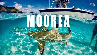 🌺 Welcome to Moorea A Slice of Polynesian Paradise 🏝️  This quotMagical Islandquot will impress [upl. by Rothberg]