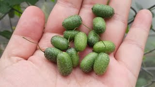 Harvesting Cucamelons  Healthy Eating ❤️ [upl. by Inge]