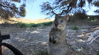 Trip to the Rottnest island [upl. by Lebatsirhc]