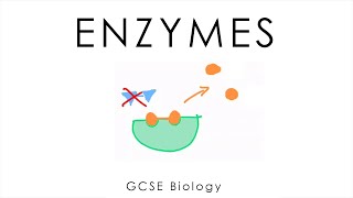 Enzymes  GCSE Biology short version [upl. by Bilski316]