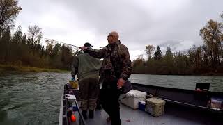 Chasing Salmon on the Cowlitz River [upl. by Juan850]